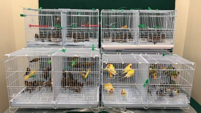 香園圍抵港男行李載鳥籠　偷運278隻活鳥入境　海關揭發拉人