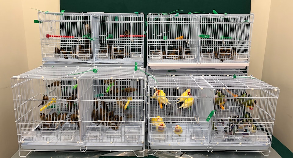 香園圍抵港男行李載鳥籠　偷運278隻活鳥入境　海關揭發拉人
