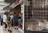 紅磡長生店貓貓「斷尾」嘴部發紫疑中毒　送醫返魂乏術　主人報警
