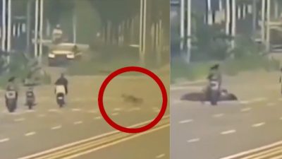 3孩女騎士遭無繩獵犬撞跌亡　喪妻夫打1年官司心力交瘁腦出血命危