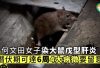 大鼠戊型肝炎｜紅磡42歲男子感染大鼠戊型肝炎　屬本地個案　留醫10天後出院