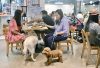 狗隻入食肆︱食環署剔除重複或不合資格 周五為餘下1615宗申請抽籤