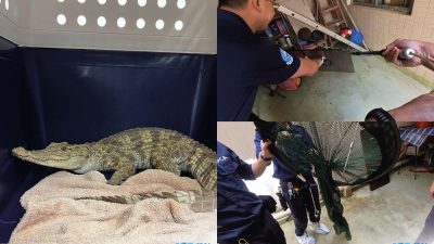 深水埗天降1.5米長暹羅鱷魚｜遛狗街坊聞鱷色變：大咗有殺傷力 籲養寵物顧己及人